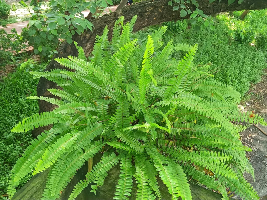 Boston Fern