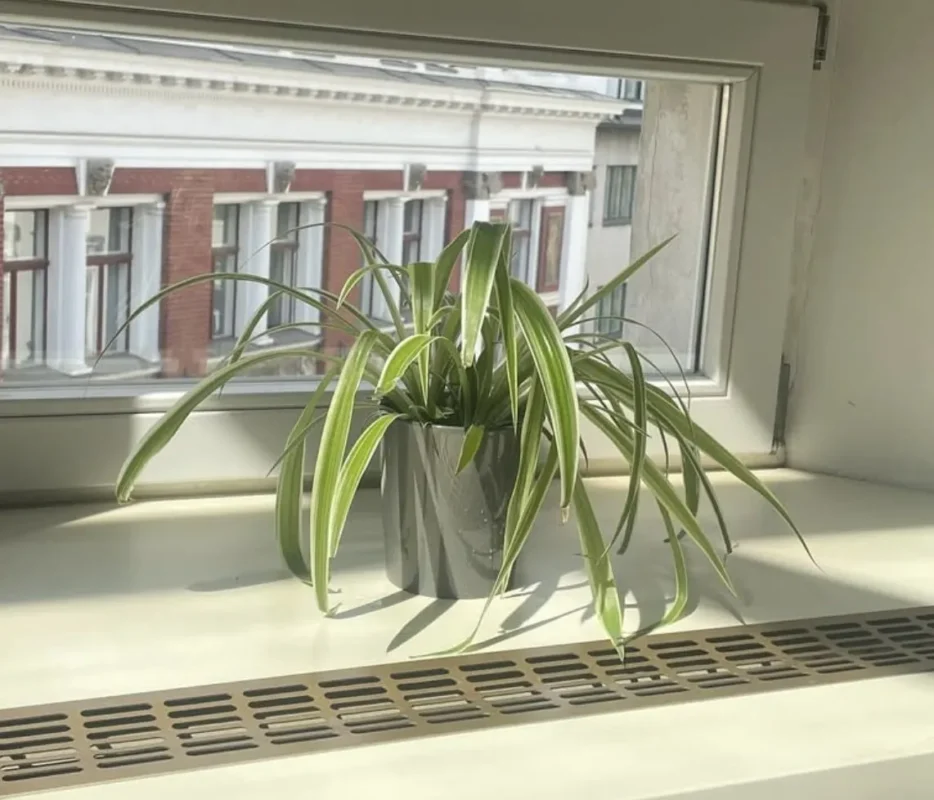 Spider Plant