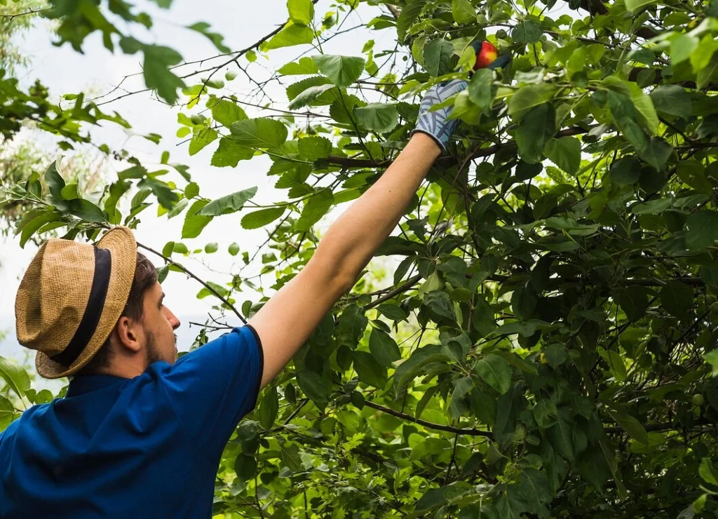 tree-management-sydney-property-value
