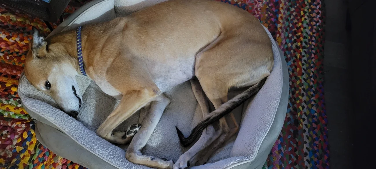 Greyhounds sleep